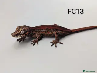 Gecko reptiles Red & Orange Stripe Gargoyle Gecko CB25 - Advert 16