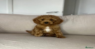 Cockapoo dogs - Advert 11