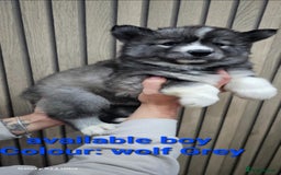 Siberian Husky dogs for sale: ready to go Wooly Siberian Husky - Image 22