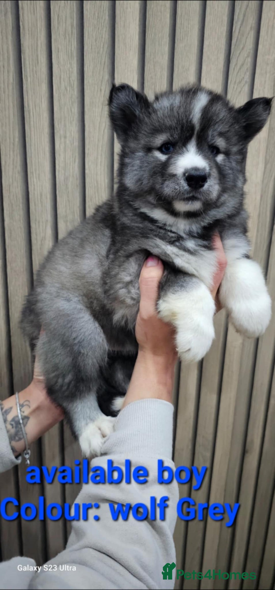 Siberian Husky dogs for sale: ready to go Wooly Siberian Husky - Image 22