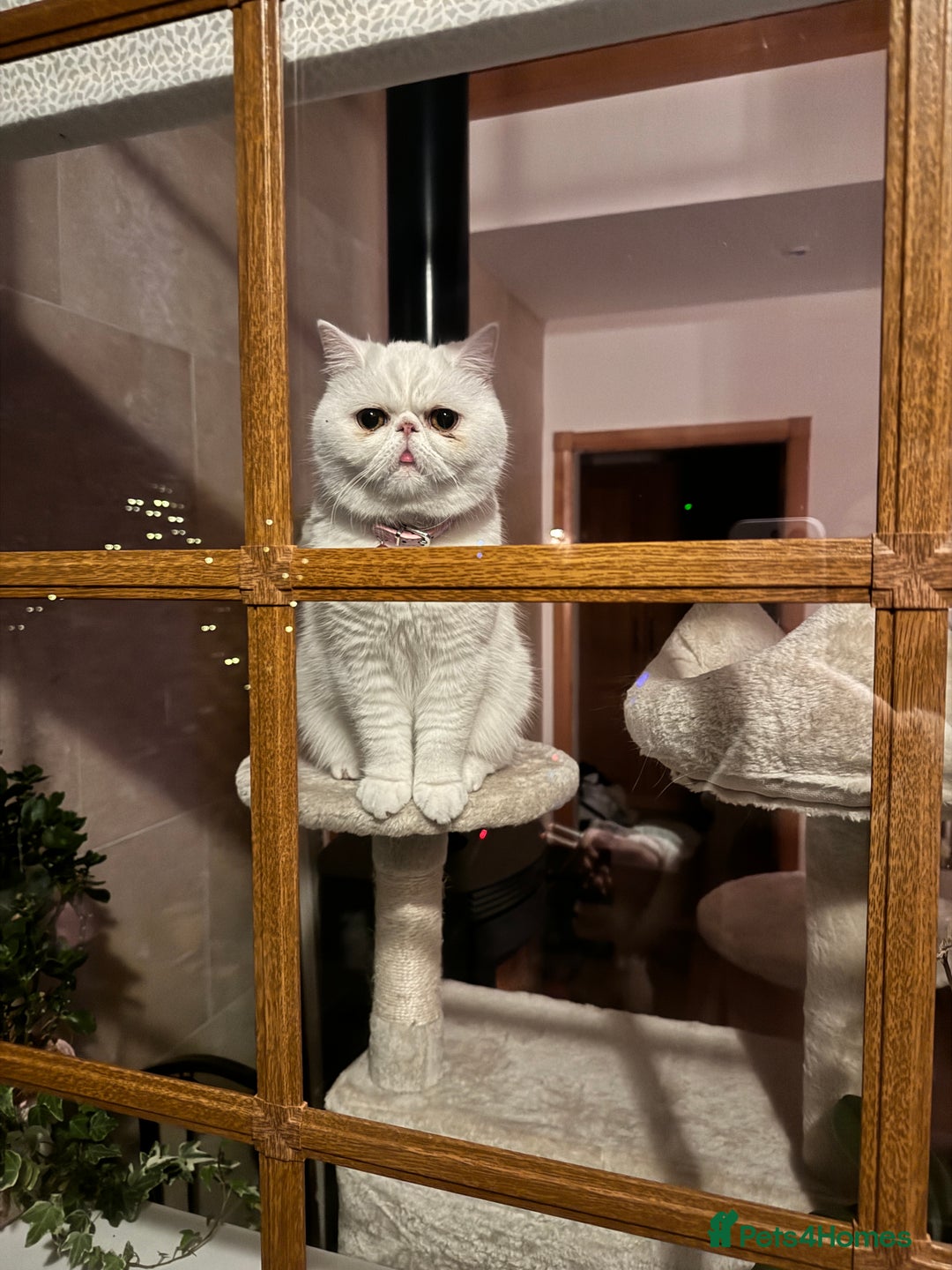 Exotic cats for sale: Shorthair Exotic for sale - Advert 4