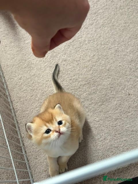 British Shorthair cats for sale: Exceptional Golden BSH Cross Kittens - Advert 2