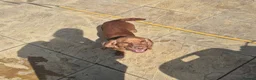 Cocker Spaniel dogs for sale: Cocker spaniels Barnsley area - Advert 33