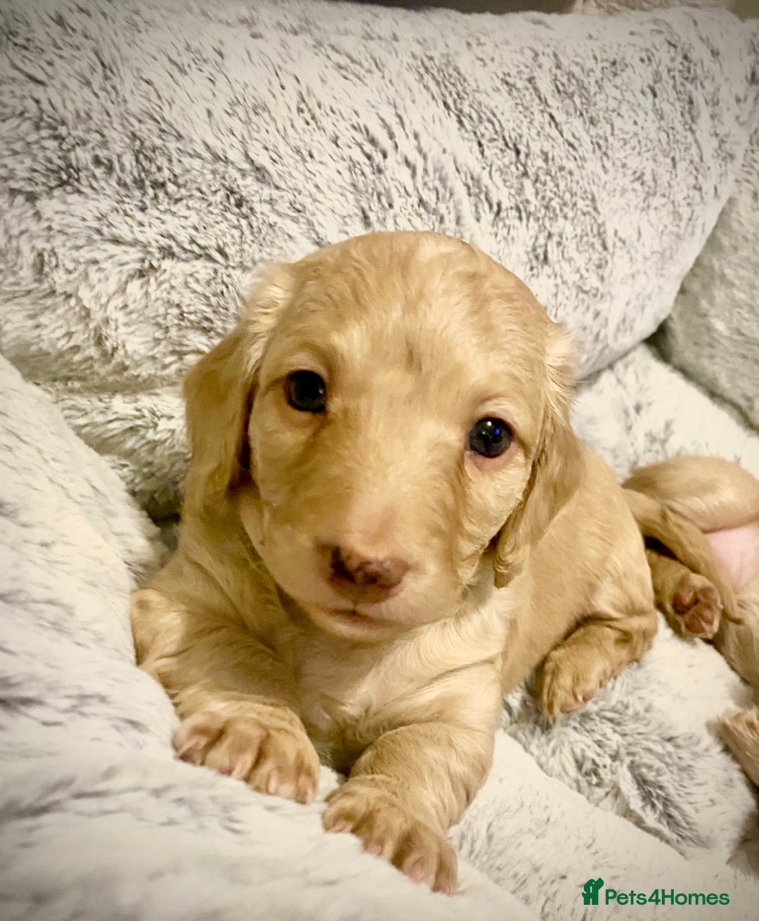 Miniature Dachshund dogs for sale: Long-Haired Miniature Cream Dachshund - Advert 2