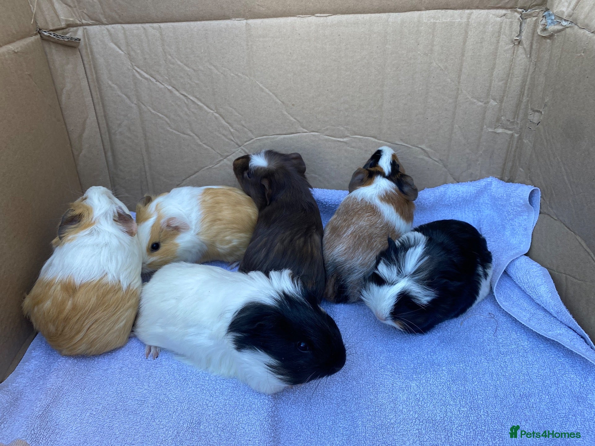 Guinea Pig rodents Young Guineapigs - Advert 1