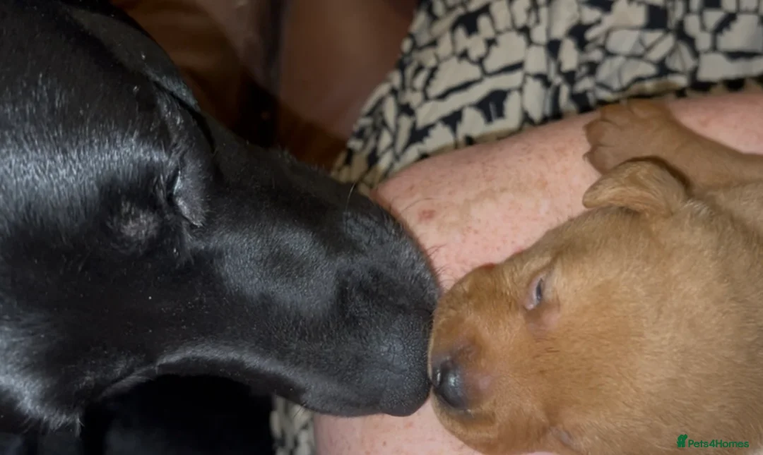 Labrador Retriever dogs for sale: Labrador Puppies - Advert 33