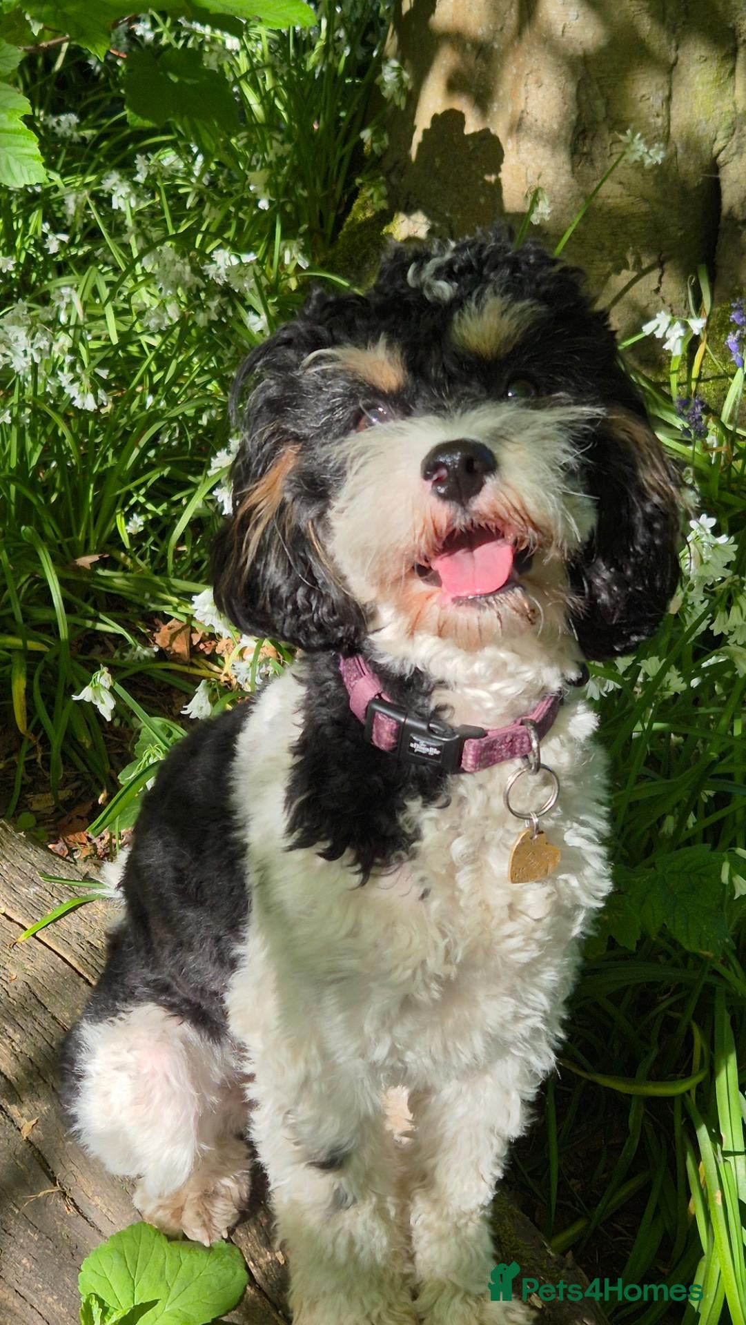 Cavapoo dogs for sale: Waiting List is now open! - Advert 3