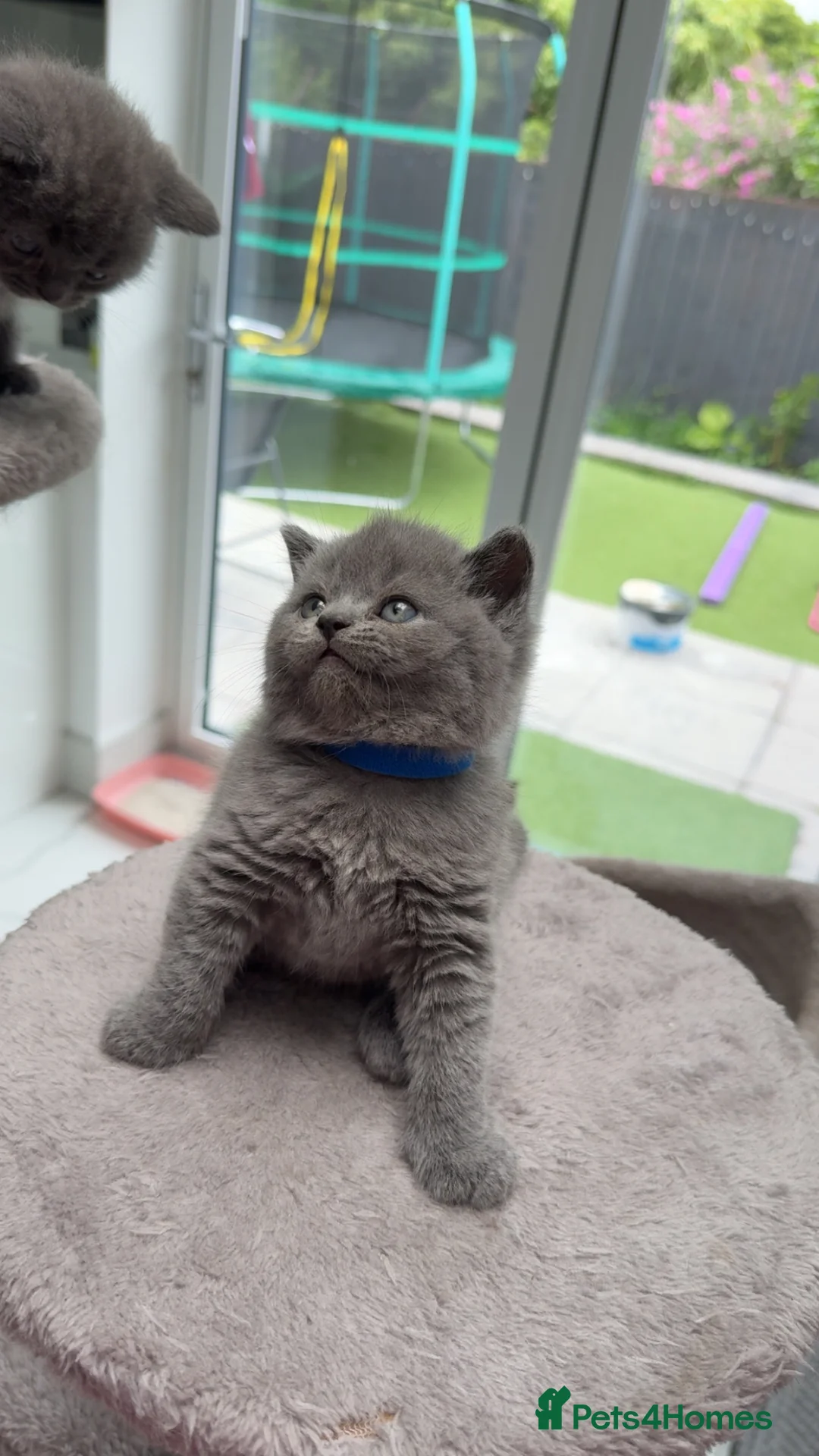 British Shorthair cats for sale:     Blue British Shorthair Kittens Available Now - Advert 20