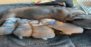 Staffordshire Bull Terrier dogs - Advert 6