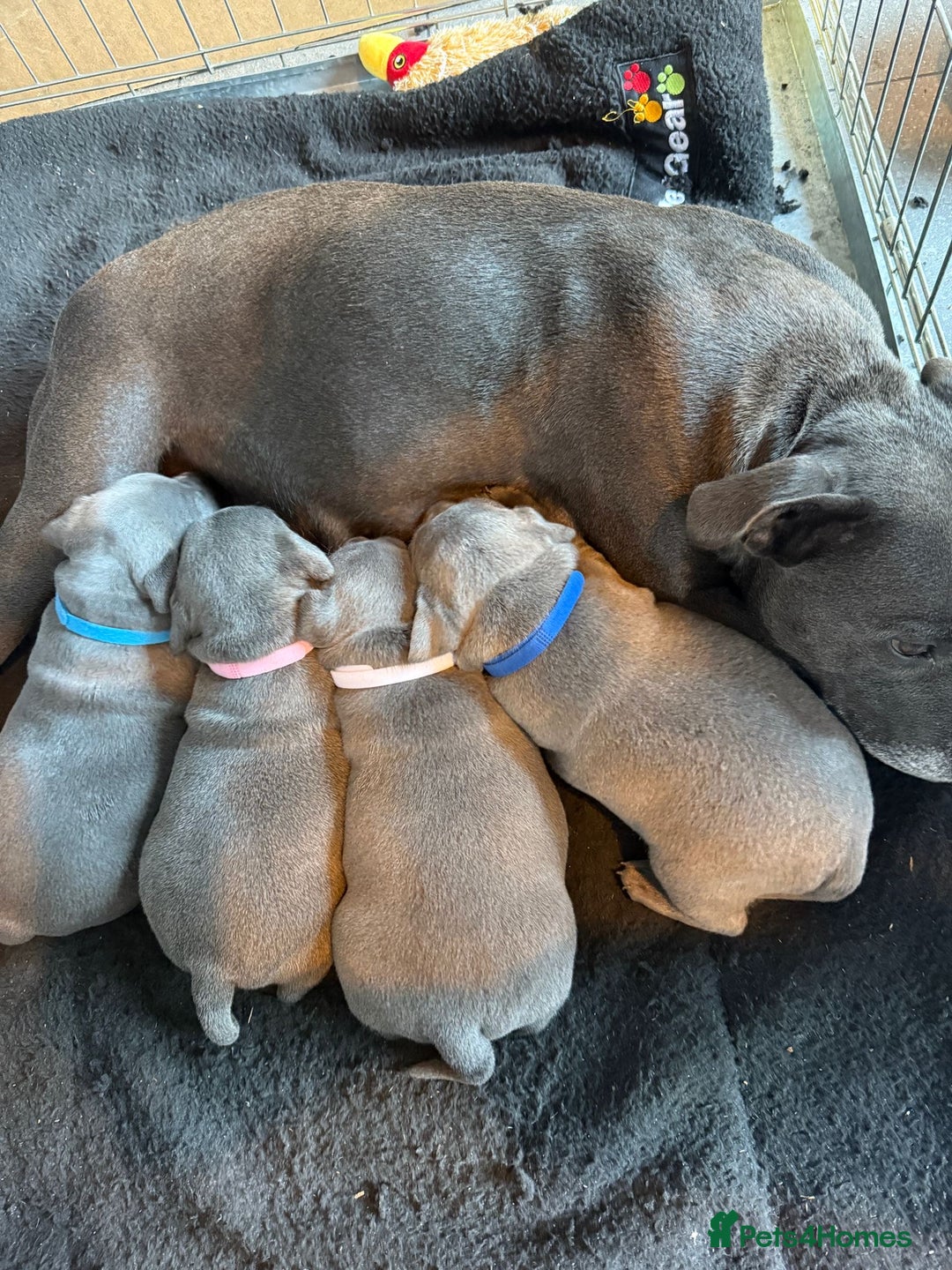 Staffordshire Bull Terrier dogs for sale: 4 Blue Staffordshire bull terriers - Image 4