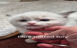 Ragdoll cats for sale: 5 GCCF Pedigree Ragdoll kittens for sale - Image 10