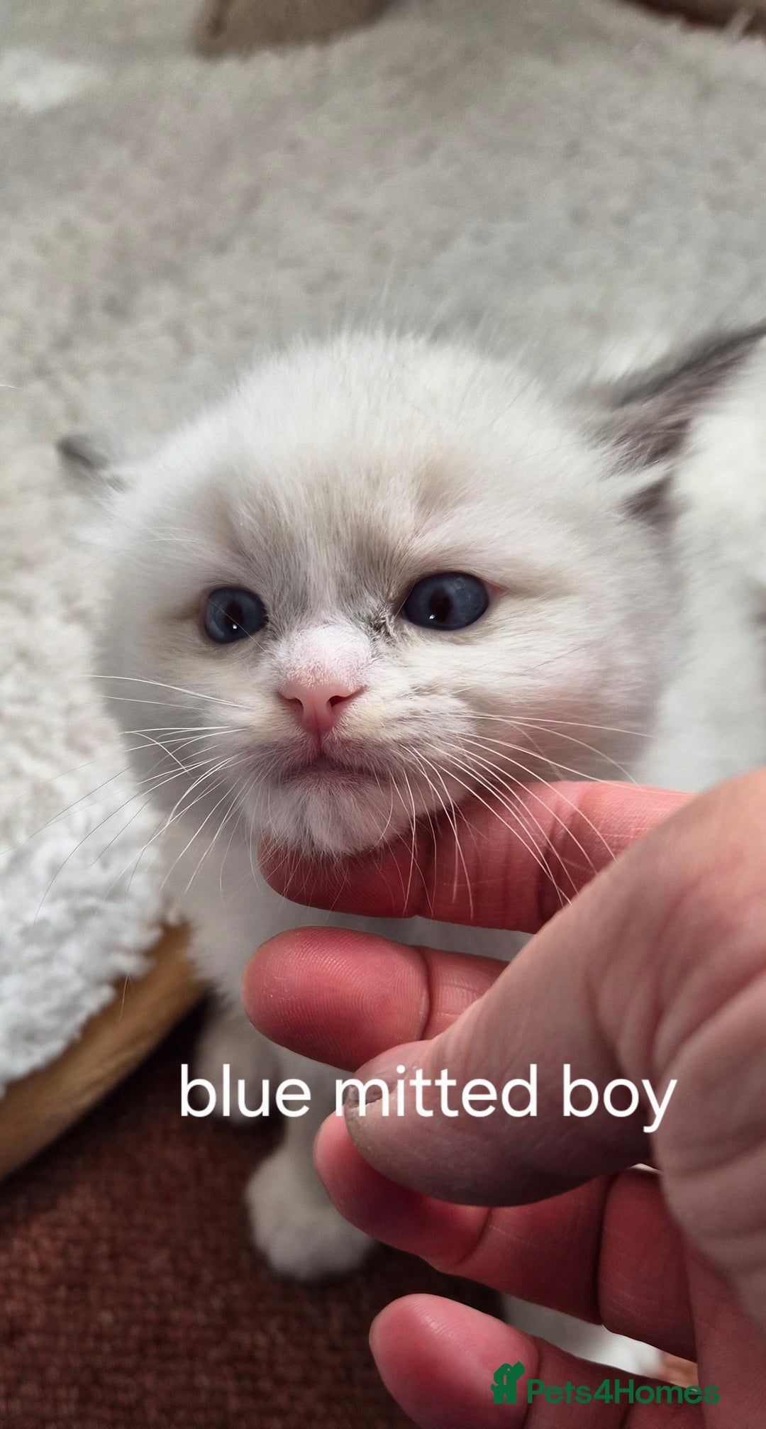 Ragdoll cats for sale: 5 GCCF Pedigree Ragdoll kittens for sale - Image 10