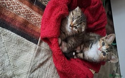 Scottish Fold cats for sale: Beautiful kittens ready for forever loving homes  - Image 20