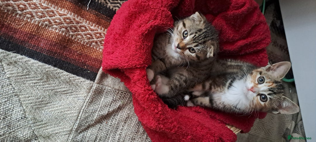 Scottish Fold cats for sale: Beautiful kittens ready for forever loving homes  - Image 20