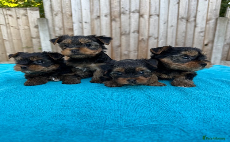 Yorkshire Terrier dogs - Advert 9