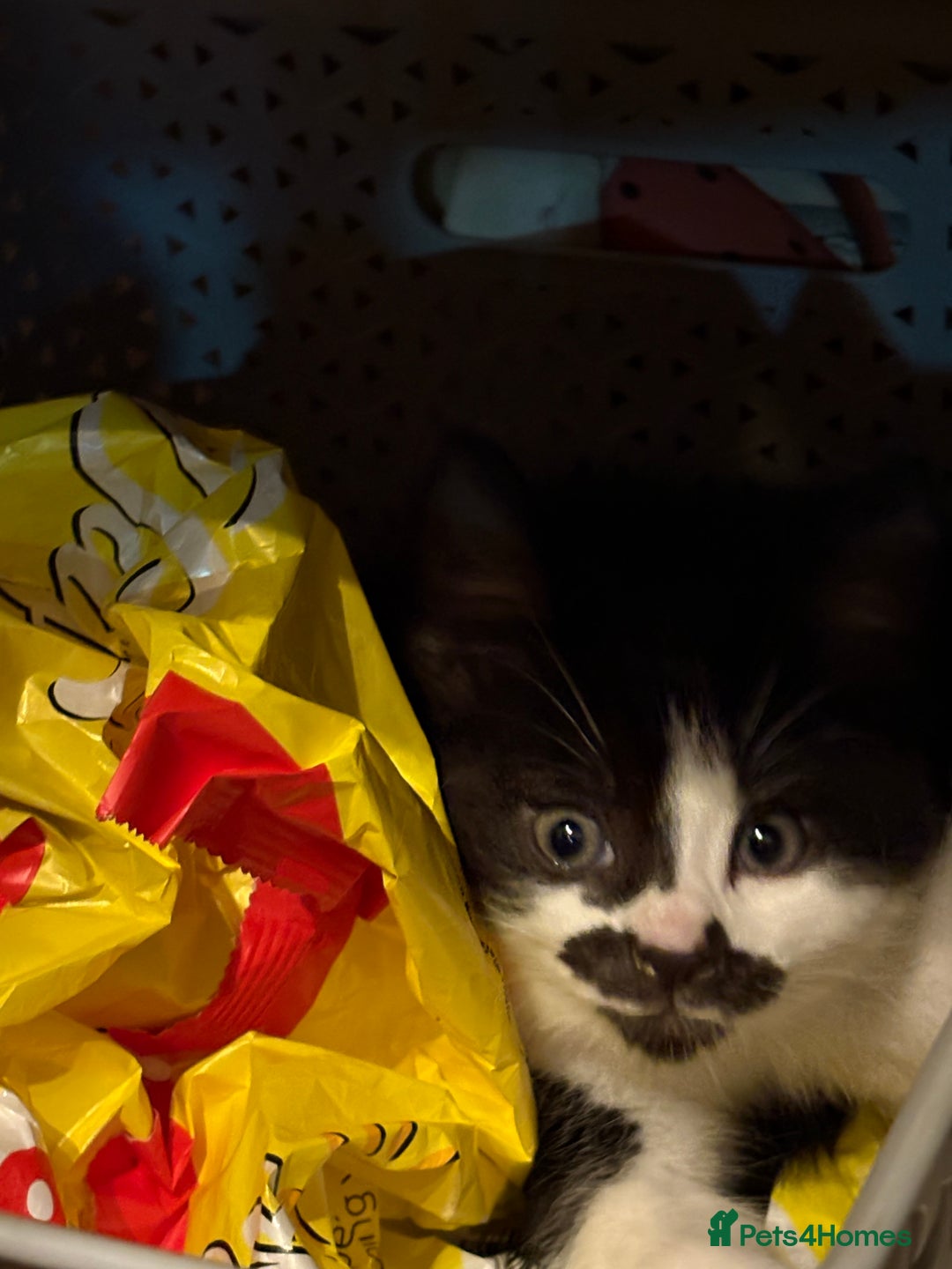 Mixed Breed cats for sale: Theee kittens for sale - Image 5