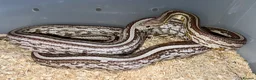 Corn Snake reptiles for sale: Nekko - 3yo Corn Snake - Advert 2