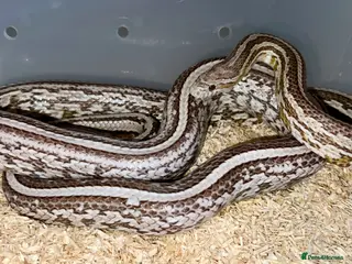 Corn Snake reptiles for sale: Nekko - 3yo Corn Snake - Advert 1
