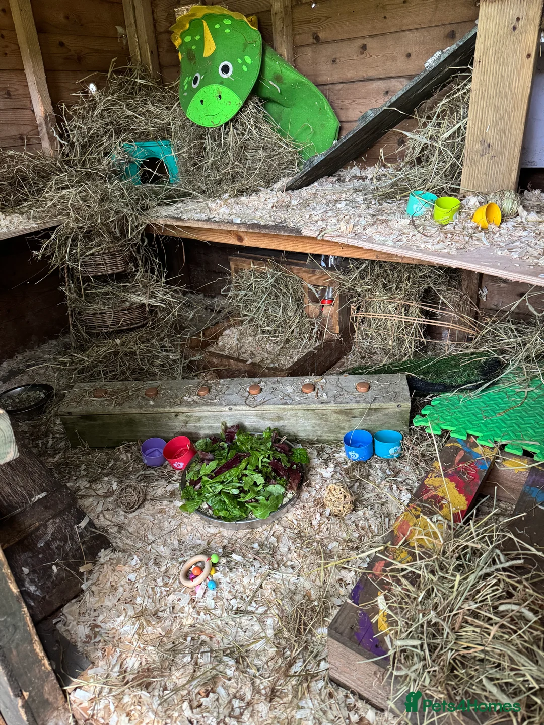 Guinea Pig rodents for sale: Guinea pigs  - Advert 8