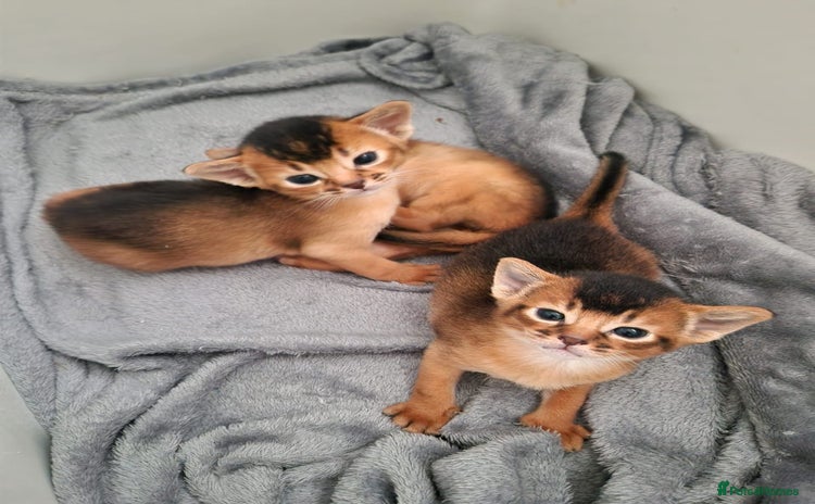 Abyssinian cats - Advert 1