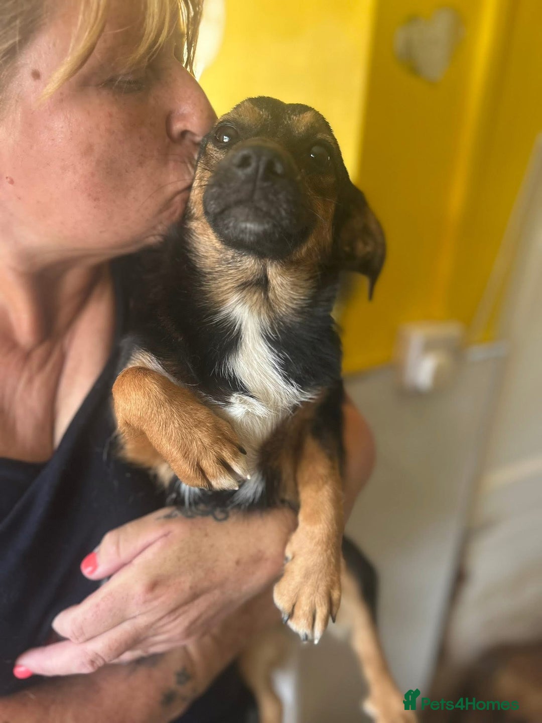 Mixed Breed dogs for adoption: Chilli - Norwich Norfolk  - Image 1