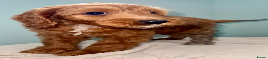 Simba