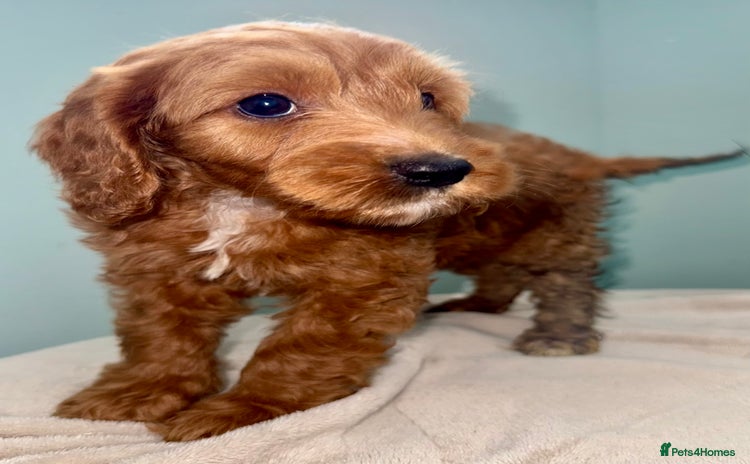 Cockapoo dogs - Advert 1