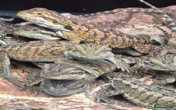 Bearded Dragon reptiles for sale: Bearded dragon babies available now  - Image 7