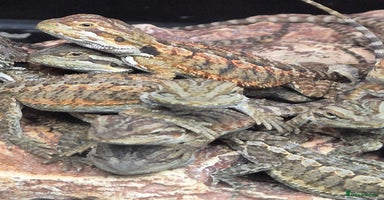 Bearded Dragon reptiles - Advert 5