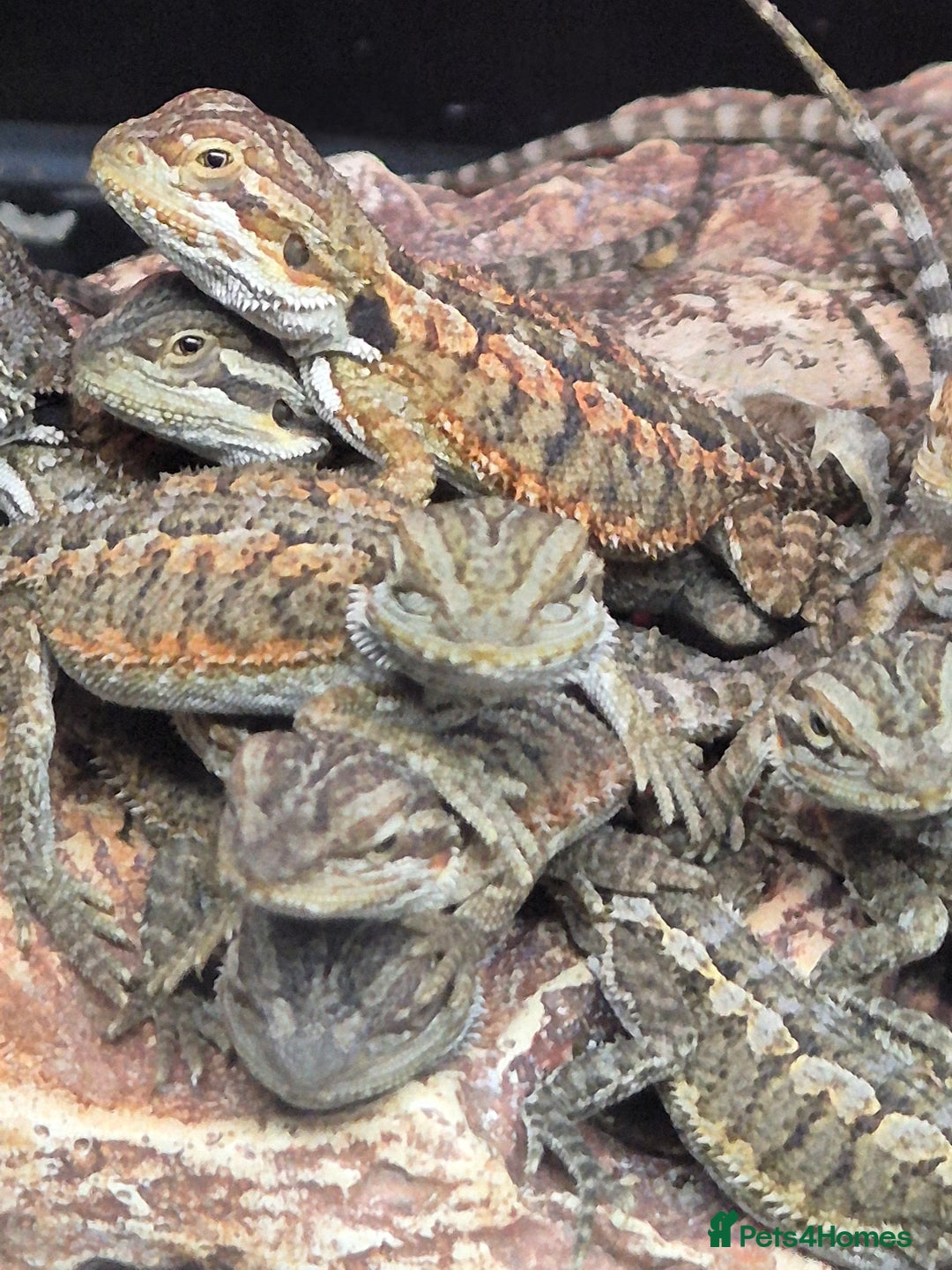 Bearded Dragon reptiles for sale: Bearded dragon babies available now  - Image 7