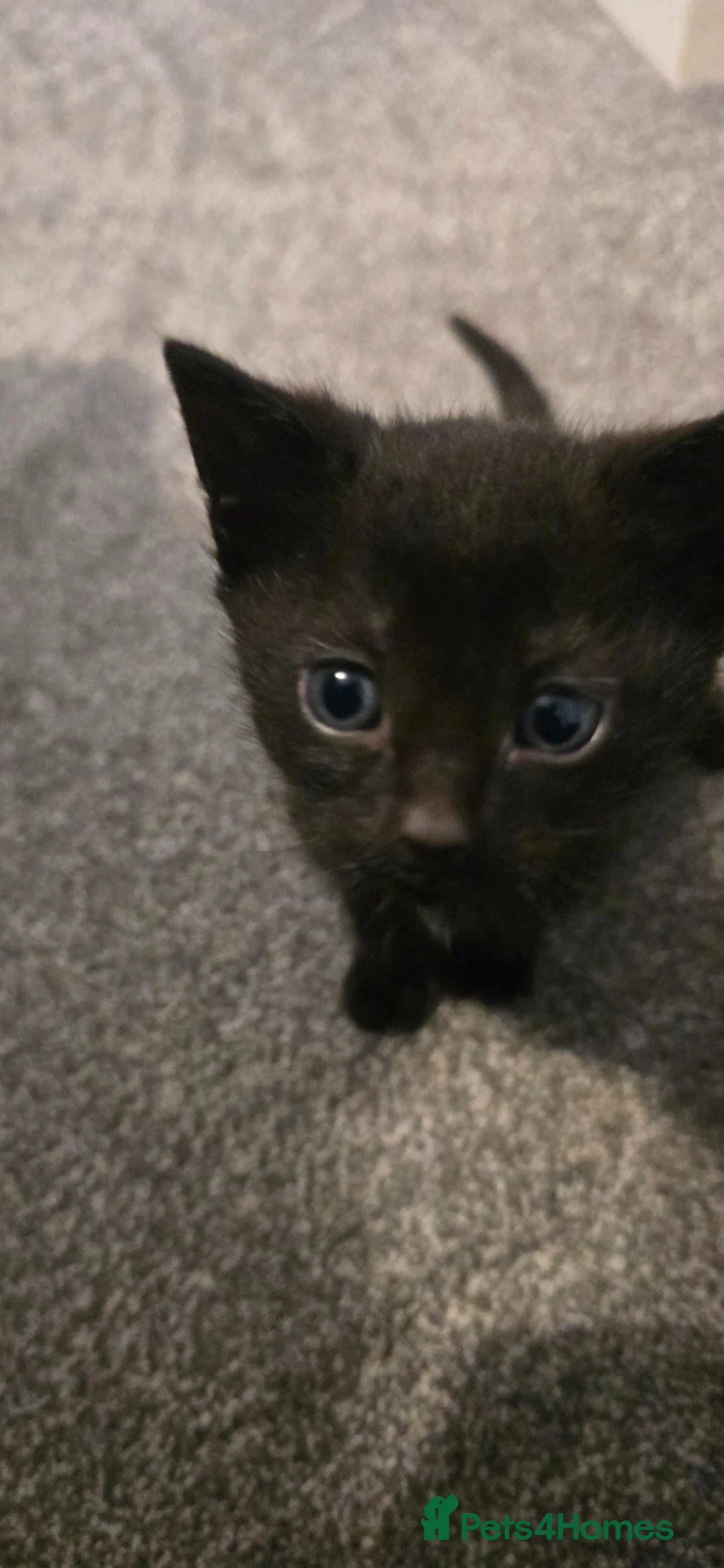 Mixed Breed cats for sale: READY TO GO KITTENS  - Advert 2