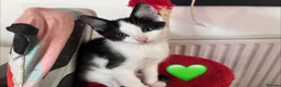 Mixed Breed cats for sale: 😻💚🩵💙🧡💛😻 - Advert 30