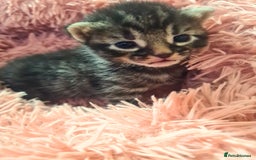 Maine Coon cats for sale: Maine coon x kittens for sale - Image 9