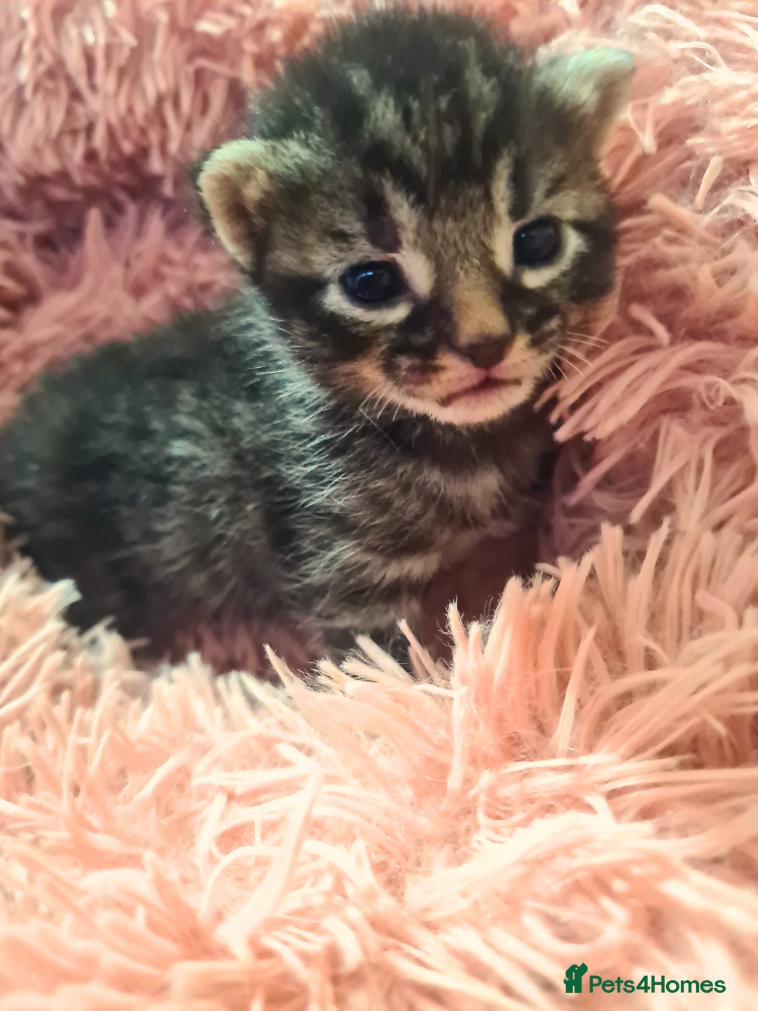 Maine Coon cats for sale: Maine coon x kittens for sale - Image 9
