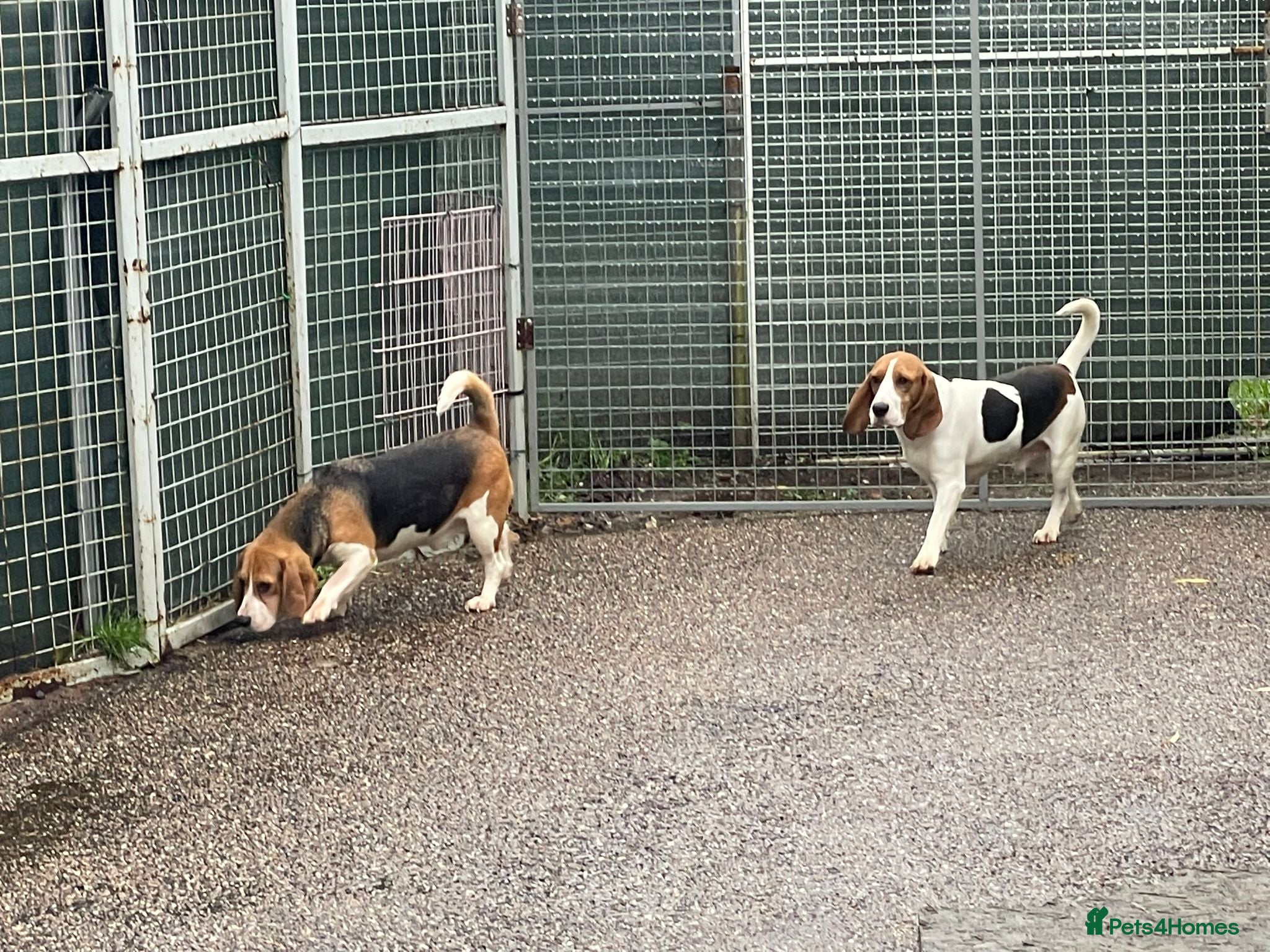 Beagle dogs LOLEK - a lovely young boy, for a Loving Home - Advert 7
