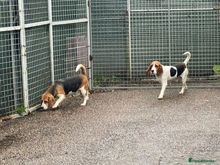 Beagle dogs LOLEK - a lovely young boy, for a Loving Home - Advert 6