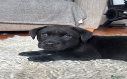 Labrador Retriever dogs for sale: 1 boy left - Advert 2