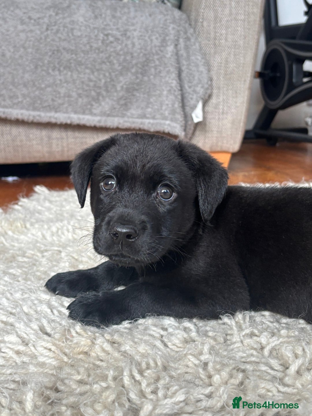 Labrador Retriever dogs for sale: 1 boy left - Advert 2