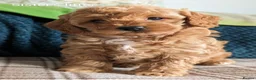 Cavapoo dogs for sale: F1B Deep Fox Red High Quality DNA Clear Puppies  - Advert 18