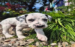 Dalmatian dogs for sale: 💙last LUA boy 💙 KC reg - Image 8