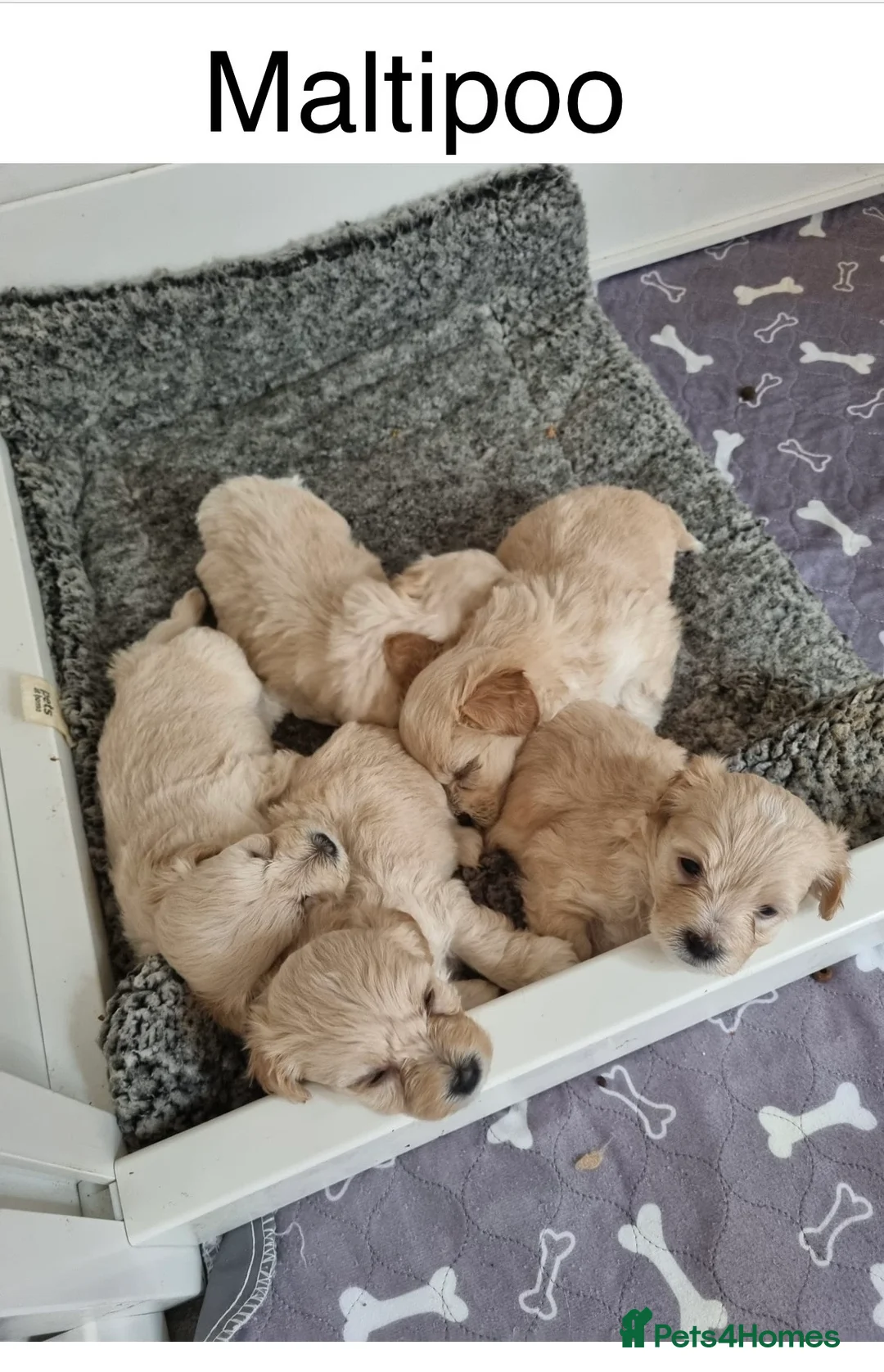 Maltese dogs for stud: Gorgeous Maltese FOR STUD - Not For Sale in Coventry - Advert 5