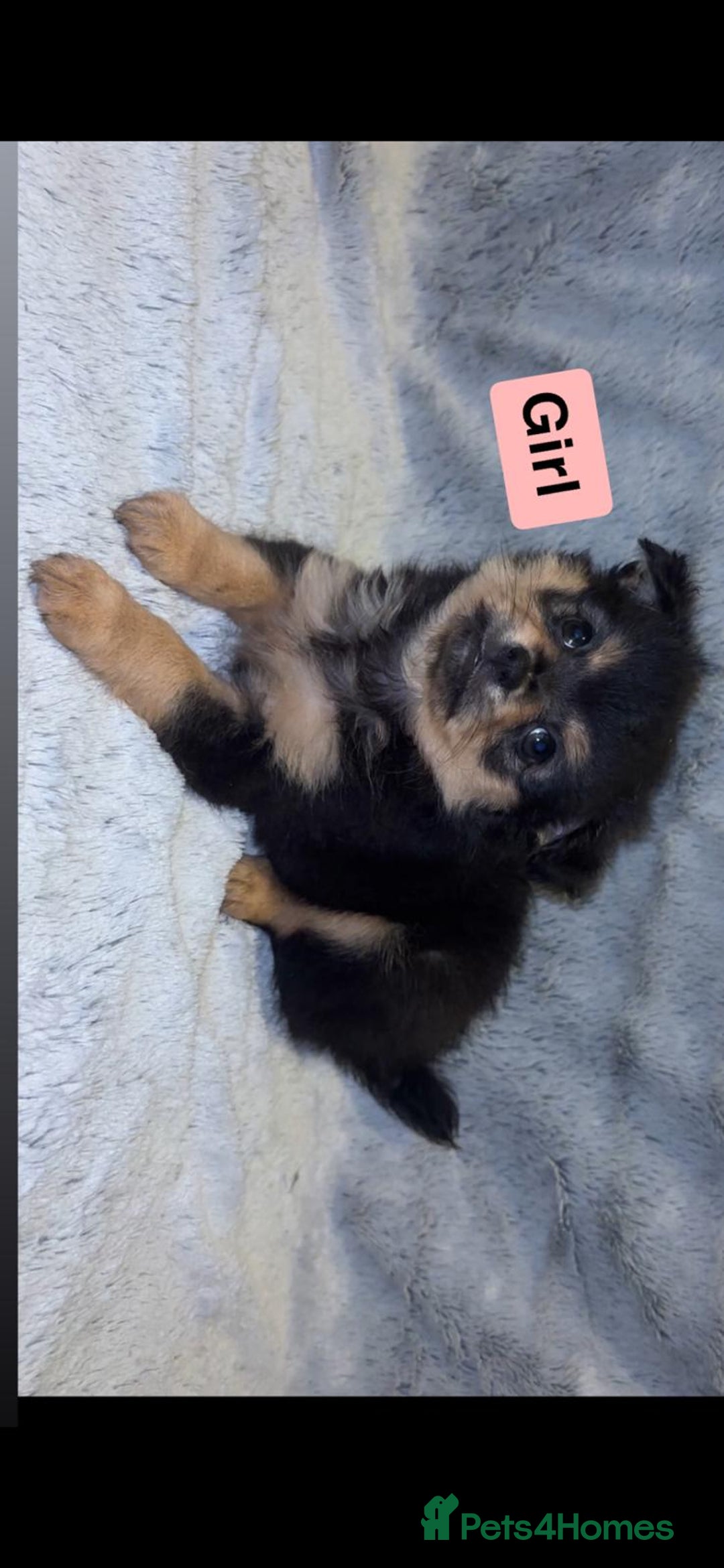 Pomchi dogs for sale: Beautiful Pomch puppies - Advert 4