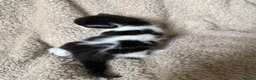 Mixed Breed cats for sale: 5 playful kittens for sale  in Chelmsford - Advert 2