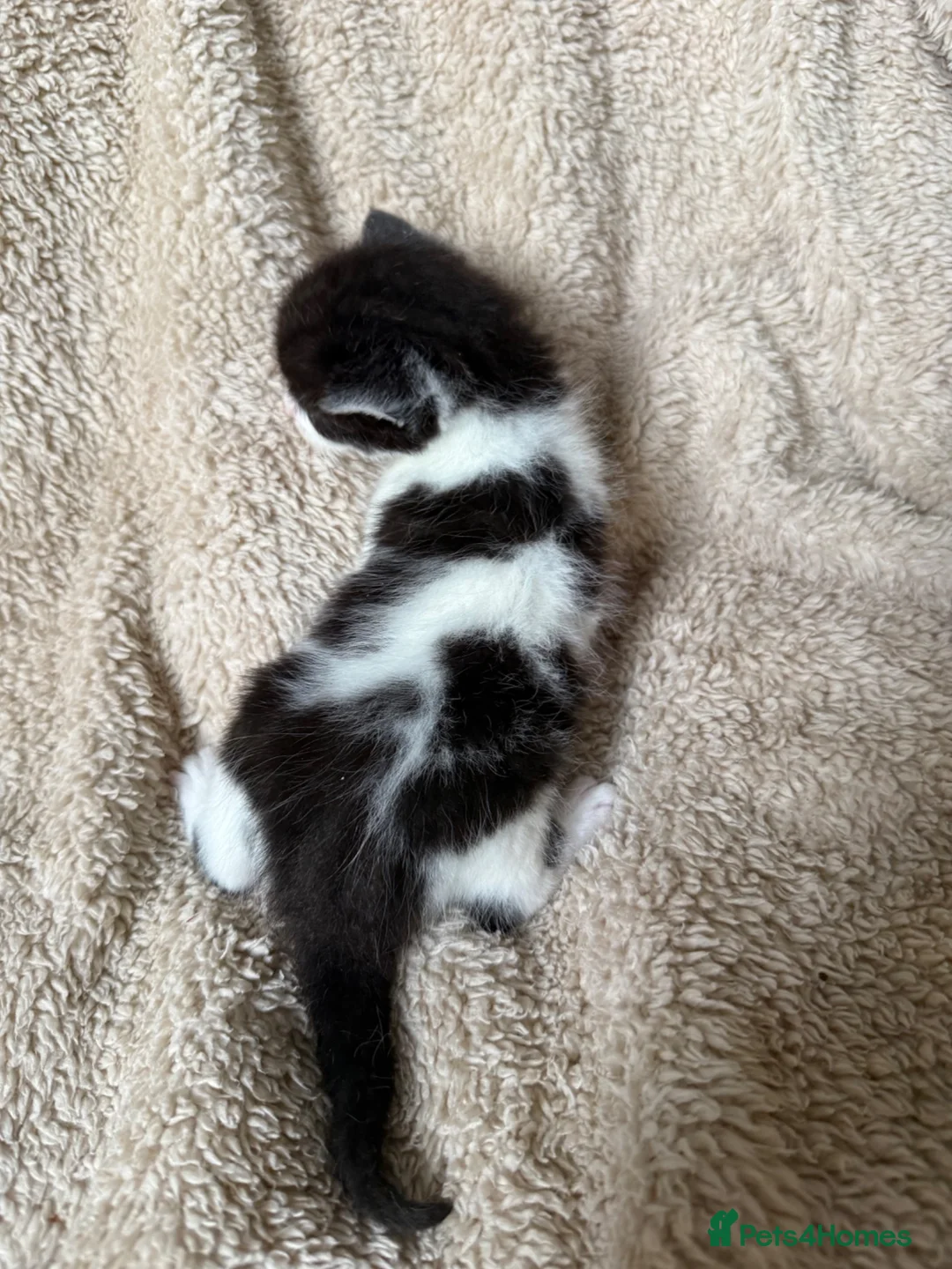 Mixed Breed cats for sale: 5 playful kittens for sale  in Chelmsford - Advert 2