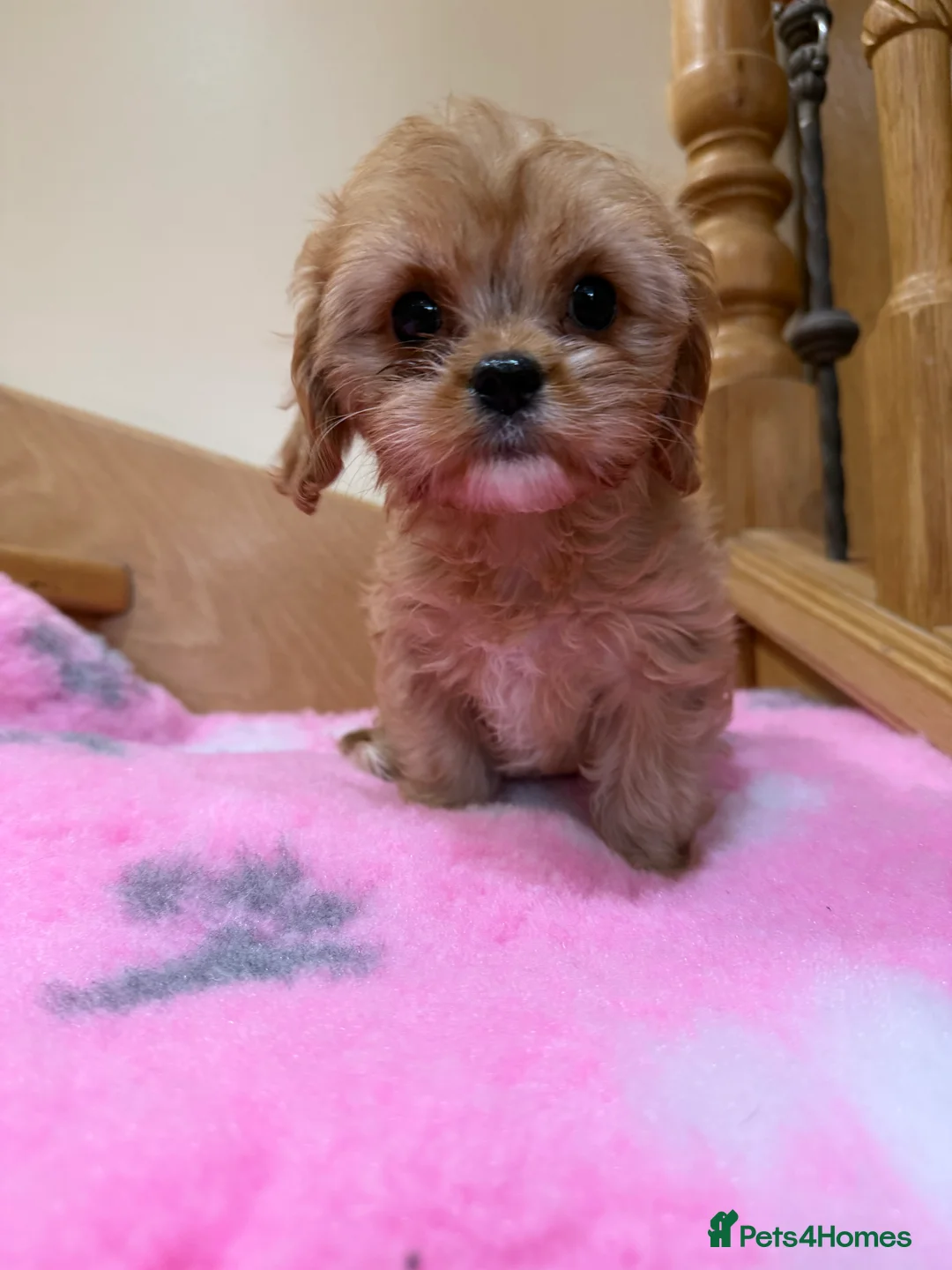 Cavapoochon dogs for sale: Cavapoochon - Advert 10