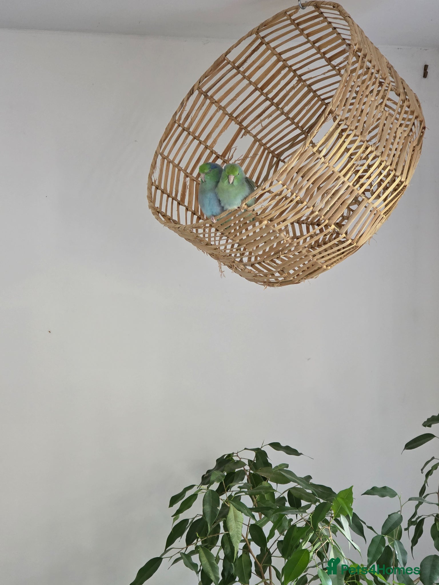 Parrots birds Parrotlets (turquoise) for sale - Advert 1