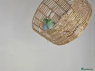 Parrots birds Parrotlets (turquoise) for sale - Advert 1