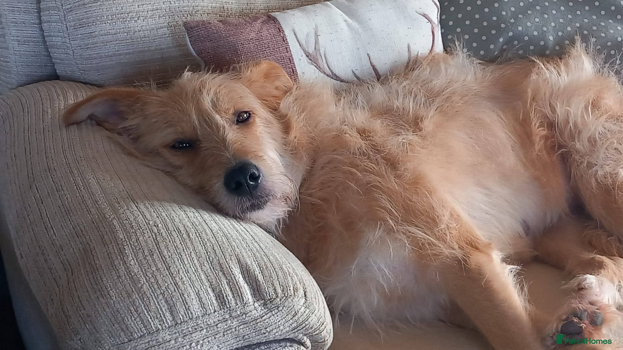 Mixed Breed dogs Meet Blondie, currently residing in Lincolnshire  - Advert 1