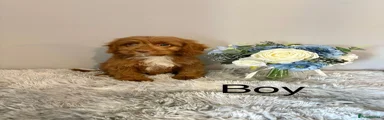 Cockapoo 2