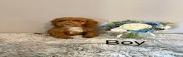 Cockapoo dogs for sale: Beautiful F1 Cockapoo Puppies - Ready Now - Advert 13